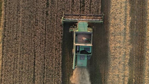 Combine Harvester Harvests In The Field
