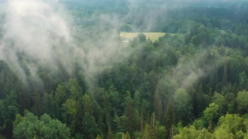 Low cloud and fog in trees in countryside at morning, panning drone