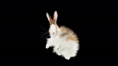 Fluffy Brown and White Rabbit Character Animation Waving and Jumping