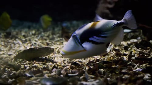 Underwater Tropical Fishes