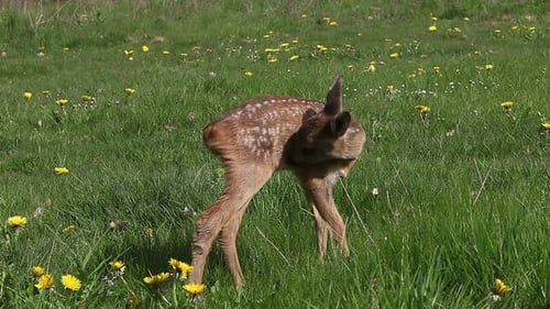 975061 Roe Deer, capreolus capreolus, Fawn in Blooming Meadow, Grooming, Normandy, Real Time