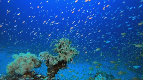 Underwater Sea Coral Reef