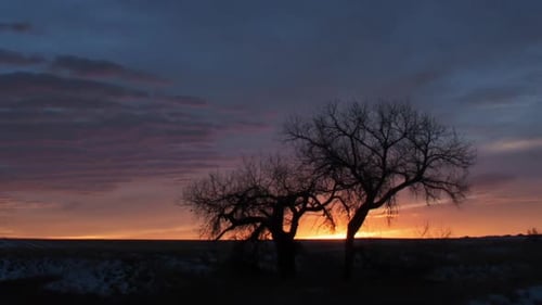 Brillanter Sonnenaufgang hinter Pappelbäumen Timelapse Zoom Out