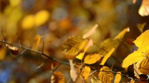 Golden Yellow Leaves Blowing Gently on Tree Branch