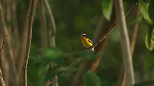 Fliegenfänger mit gelbem Rumpf, Vogelbarsch und Fliegengitter