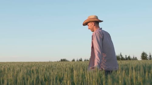 Young Farmer Touches the Wheat Spikes and Rejoices at Sunset in the Field