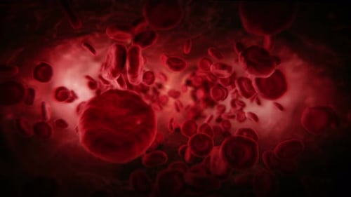 Flowing Red Blood Cells Through Vein Medical Animation