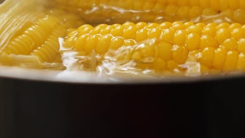 Golden Yellow Corn Boils in Water