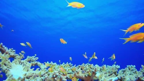 Underwater Beautiful Scene