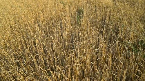 Wheat Field on an Agricultural Farm