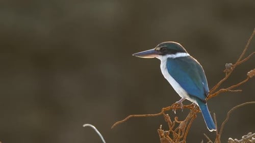 Vibrant Kingfisher Perched on Branch in Warm Light