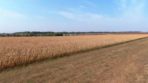 Field landscapes. fields of corn. aerial. golden corn.