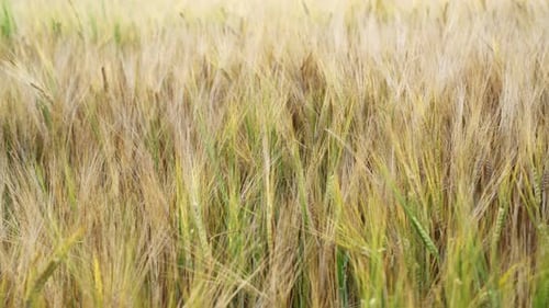 Wheat field. Golden ears of wheat on the field.