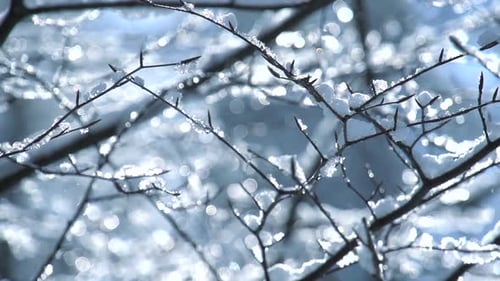 La neige tombe dans la forêt pendant la saison hivernale