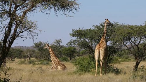Giraffes In Natural Habitat - South Africa