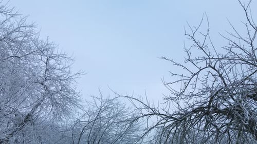 Winter city garden. Trees in the snow. Flying over a snow-covered park. Aerial photography.
