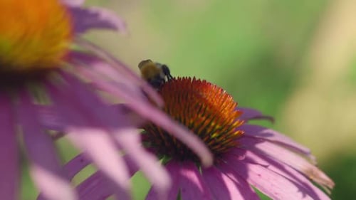 Bourdon sur une fleur d'échinacée