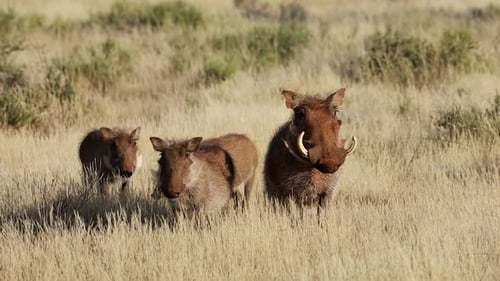 Alert Warthogs In Natural Habitat