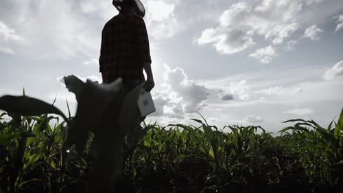 Farmer Walks Through Cornfield Holding Tablet