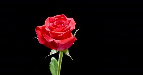 Schöne, blühende rote Rose dreht sich langsam über schwarzem Hintergrund