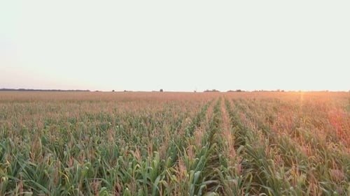 Extreme Nahaufnahme Drohnenaufnahme von Green Corn Field bei Sommeruntergang