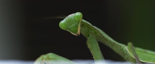 Macro shot of the praying mantis looking to the side on a green background