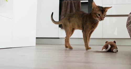 Young Purebred Abyssinian Cat Playing with a Mouse
