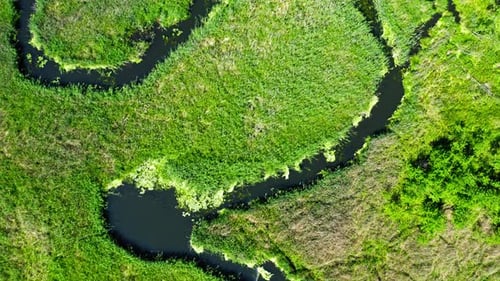 Small river and green swamps in summer, view from above, Poland