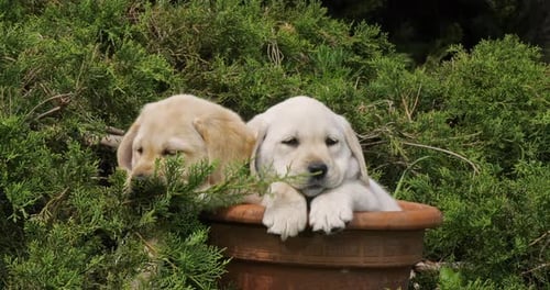 Yellow Labrador Retriever, Puppies Playing in a Flowerpot, Normandy, Slow Motion 4K