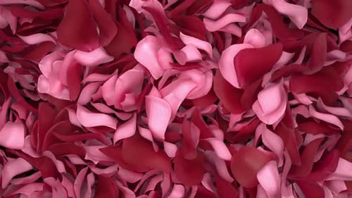 Rosenblätter Transition 06 HD