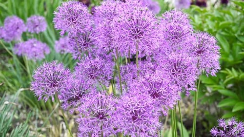 Blooming Decorative Garlic Flower On The Flowerbed.