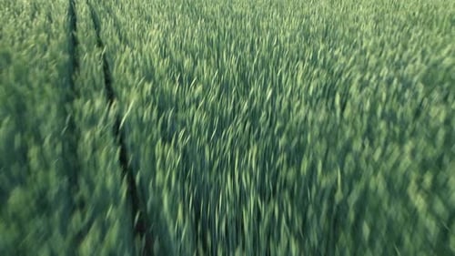 Aerial View From Drone Above Farm Green Wheatfield
