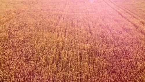 Flying Over Field of Yellow Ripe Wheat Dawn Sunset