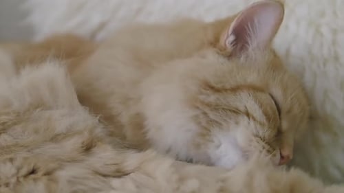 Cute Ginger Cat Licking on Beige Fur. Close Up Slow Motion Footage of Fluffy Pet.