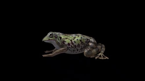 Frog Idle Side View