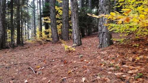 Dry Autumn leaves on Pristine Natural Forest Floor