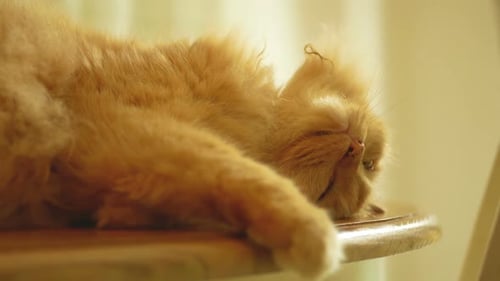 Ginger Cat Resting Calmly on Table Indoors