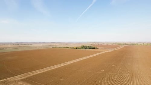 Soybean Field Ready For Harvest