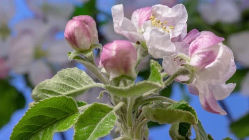 Delicate Blossoms Opening Up in Spring Time-Lapse