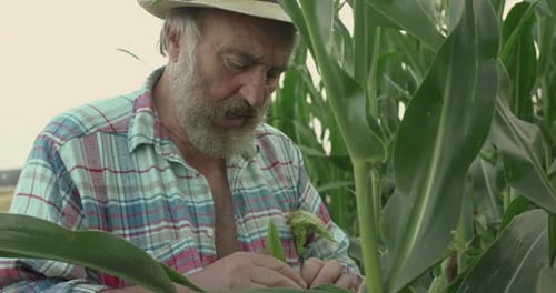 Close Senior Farmer in Hat Examines the Corn Cobs and Explains in Green Field