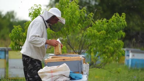 Male beekeeper with hive. The beekeeper examines bees in honeycombs.