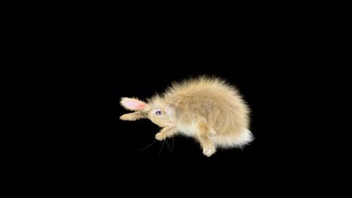 Rabbit Dancing 4K