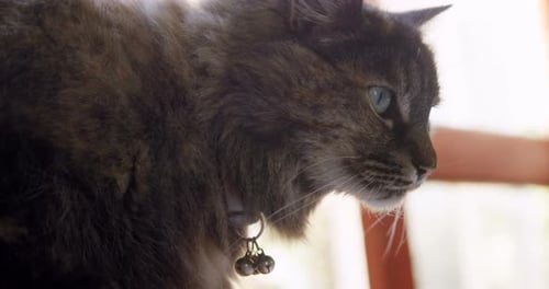 Cat at home