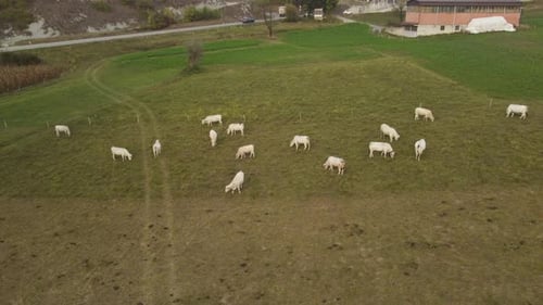 Cows Pasture