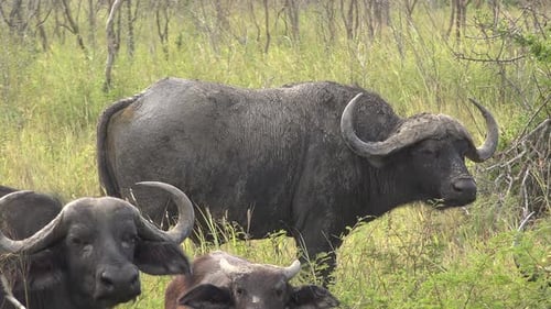 African Buffalo Herd Grazing in Green Savanna