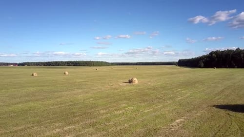 Upper View Packaged Hay Bales Scattered on Field with Bush