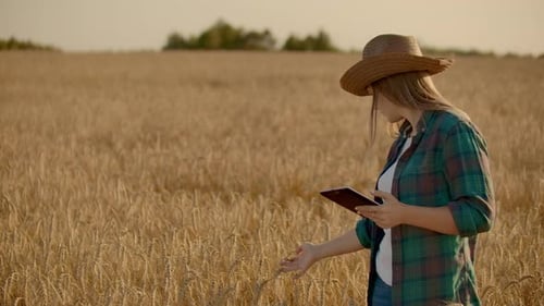 Closeup of a Woman Farmer Walking with a Tablet in a Field with Rye Touches the Spikelets and