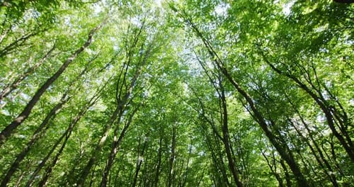 Tall Trees with Green Leaves on a Blue Sky Background