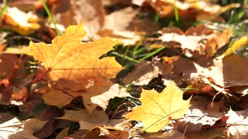 Colorful Fall Foliage on Grass
