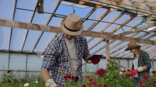 People tending roses in greenhouse with tablet